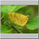 Camptogramma bilineata - Brennesselspanner 02.jpg